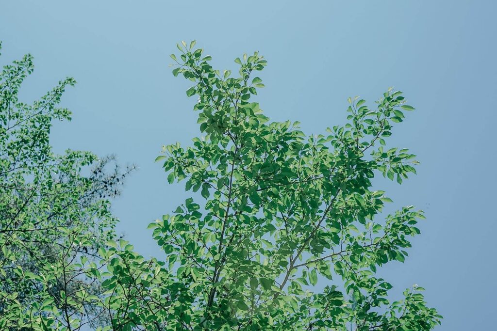 春の七五三｜新緑が美しい季節の境内の風景（柏・流山・松戸）