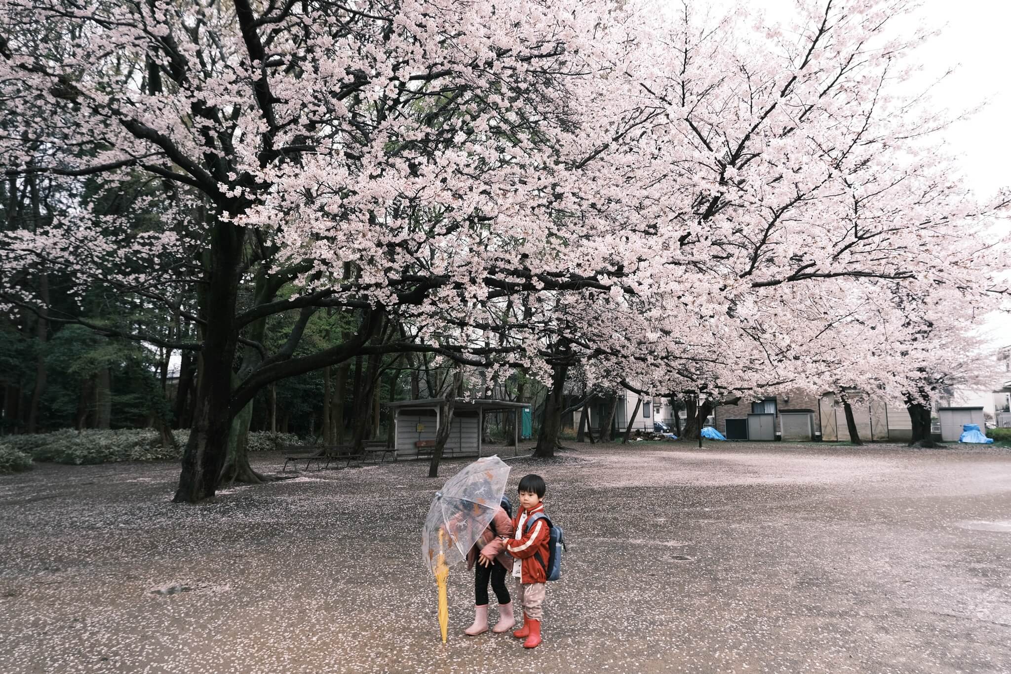 雨の日の桜の下で傘をさす子どもたち｜柏市の春の風景