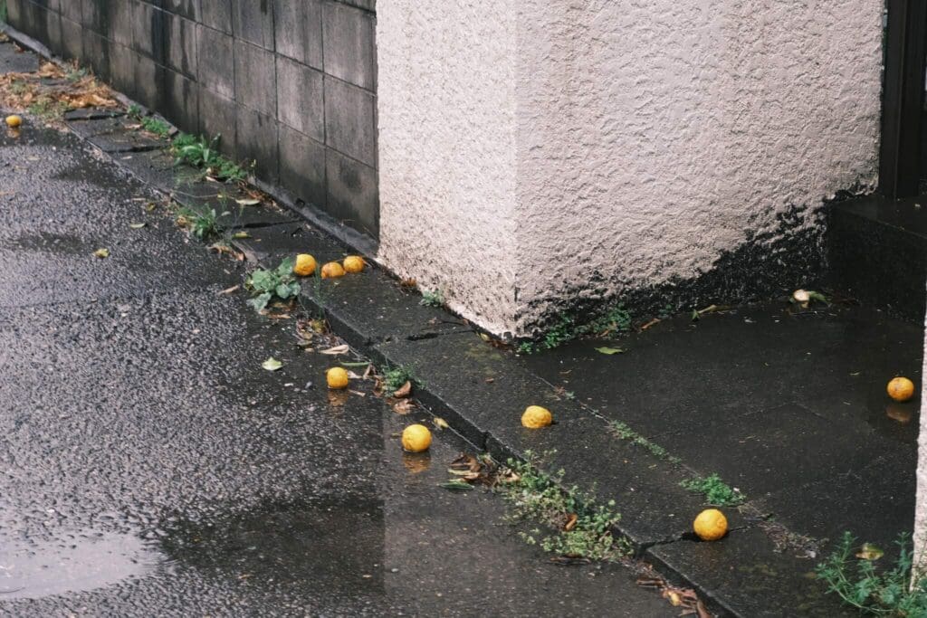 雨の日の帰り道と濡れた路地に落ちた柑橘の実